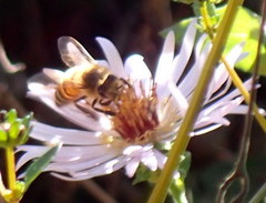 Apis mellifera image