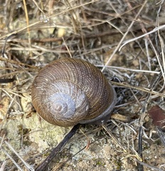 Xerarionta intercisa