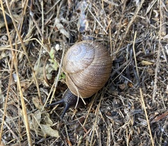 Xerarionta intercisa