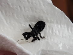 Apiomerus longispinis