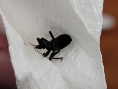 Apiomerus longispinis