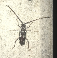 Elaphidion irroratum