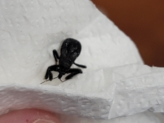 Apiomerus longispinis