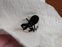 Apiomerus longispinis