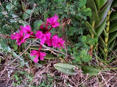 Epidendrum jamiesonis