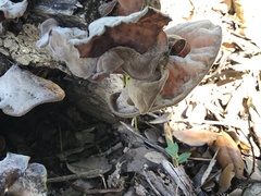 Auricularia