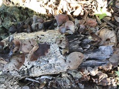 Auricularia