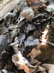 Auricularia
