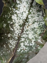 Pilocarpaceae