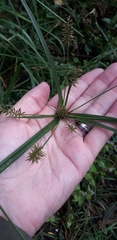 Cyperus hermaphroditus