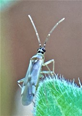 Engytatus modestus