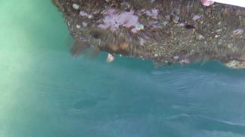 Serpula vermicularis