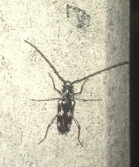 Elaphidion irroratum