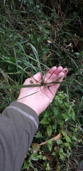 Cyperus hermaphroditus