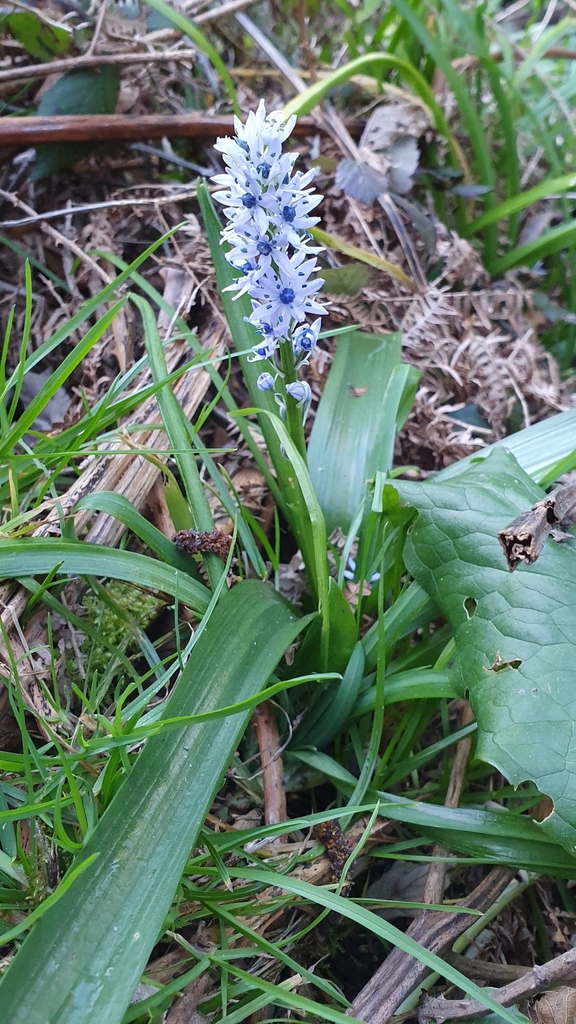 Hyacinthoides kroumiriensis