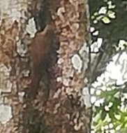 Lepidocolaptes souleyetii