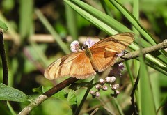 Dryas iulia
