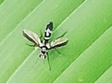 Cordyligaster
