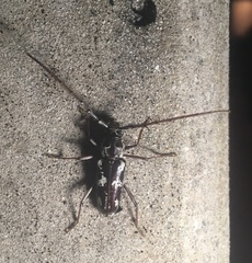 Elaphidion irroratum