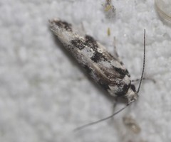 Lichenaula melanoleuca