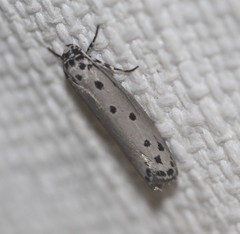 Ethmia heptasema