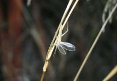Oecanthus dulcisonans