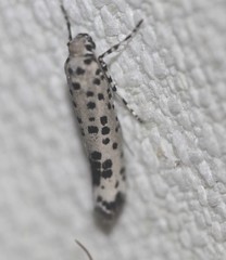 Yponomeuta pustulellus