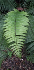Dryopteris wallichiana