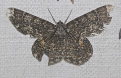 Amblychia subrubida