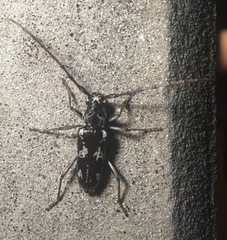 Elaphidion irroratum