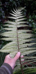 Dryopteris wallichiana