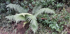 Dryopteris wallichiana
