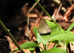 Calycopis