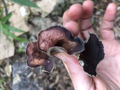 Auricularia
