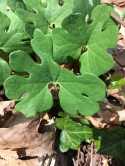 Sanguinaria canadensis