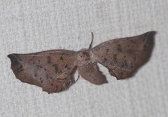 Parepisparis excusata