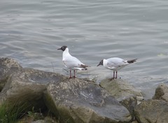 Chroicocephalus ridibundus