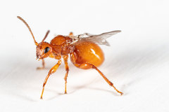 Belonocnema fossoria