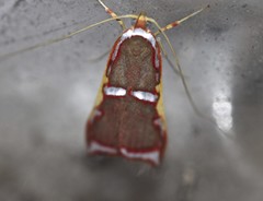 Barantola pulcherrima