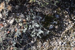 Teucrium gnaphalodes