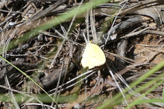 Abaeis mexicana