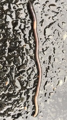 Aporrectodea longa