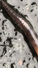 Aporrectodea longa