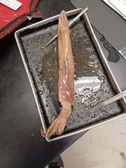 Alloteuthis subulata