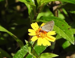 Hemiargus hanno