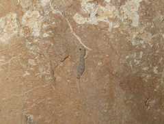 Mediodactylus orientalis
