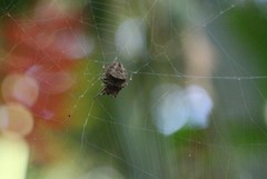 Parawixia