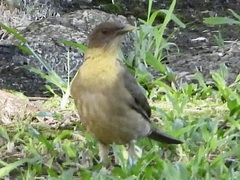 Turdus grayi