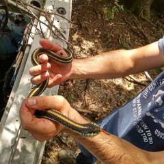 Thamnophis sirtalis annectens