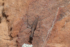 Litaneutria skinneri